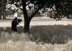 sottolalbero